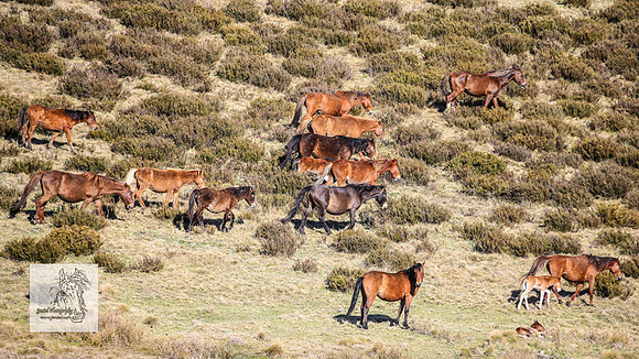 Brumbies1Oct2023_0618