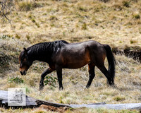 Brumbies1Oct2023_0100