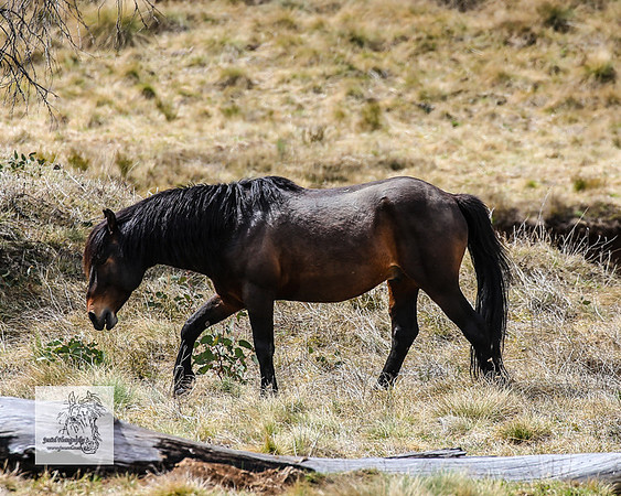 Brumbies1Oct2023_0100