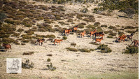 Brumbies1Oct2023_0632