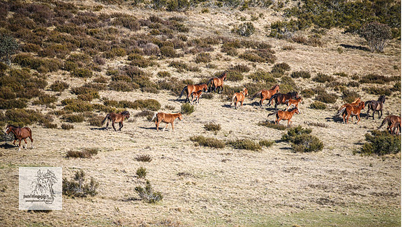 Brumbies1Oct2023_0632