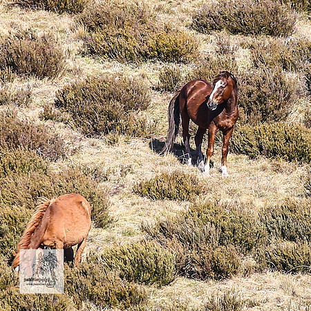 Brumbies1Oct2023_0600