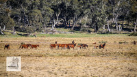 Brumbies1Oct2023_0032