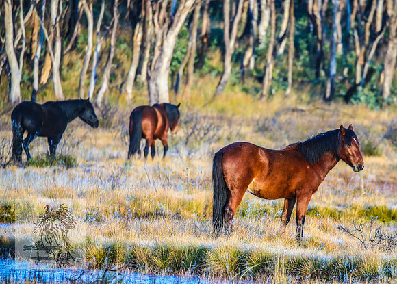 BrumbiesEndMay2022_0024