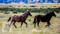 Brumbies17May2022_0121