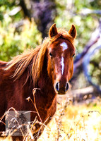 Brumbies17May2022_0268