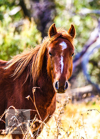 Brumbies17May2022_0268