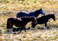 BrumbiesEndMay2022_0194