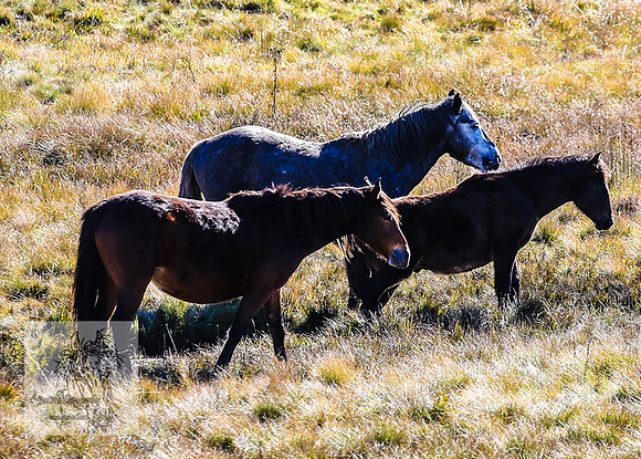 BrumbiesEndMay2022_0194