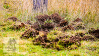 Brumbies17May2022_0390