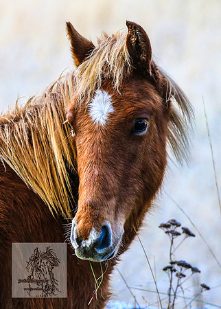 BrumbiesEndMay2022_0065