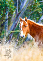 Brumbies17May2022_0244