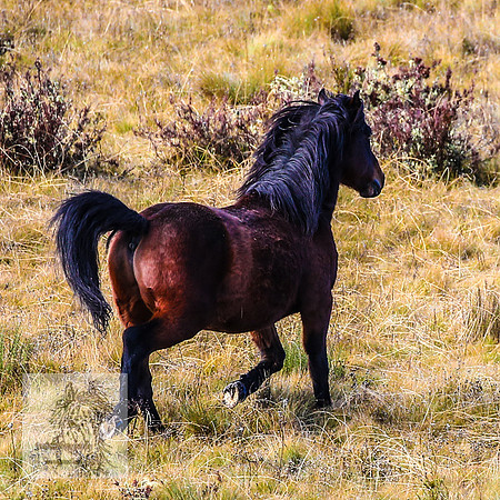 BrumbiesEndMay2022_0177