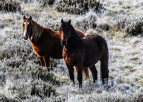 BrumbiesEndMay2022_0124