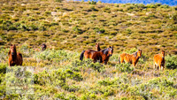Brumbies17May2022_0414