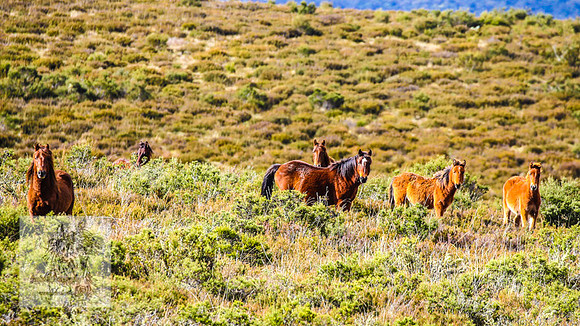 Brumbies17May2022_0414