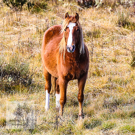 BrumbiesEndMay2022_0169