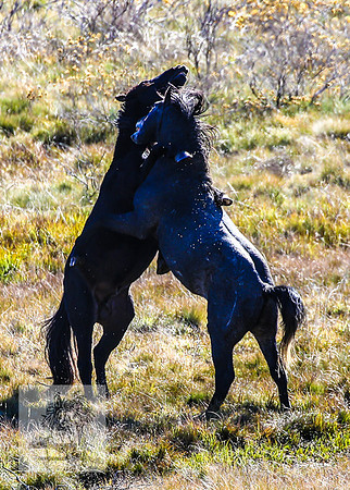 BrumbiesEndMay2022_0272