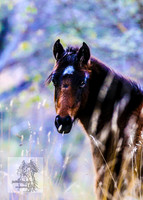 Brumbies17May2022_0368