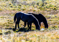 BrumbiesEndMay2022_0199