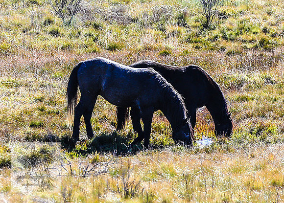 BrumbiesEndMay2022_0199