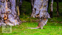 Brumbies17May2022_0001