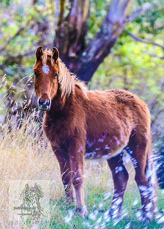 Brumbies17May2022_0364