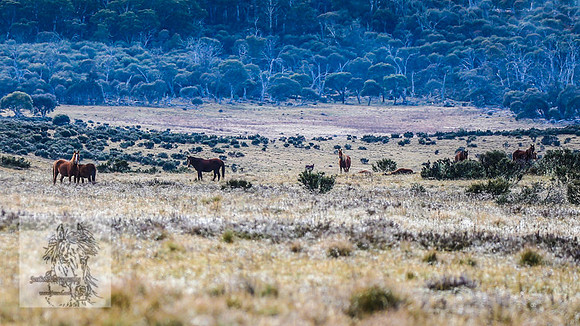 BrumbiesEndMay2022_0137