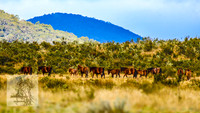 Brumbies17May2022_0146