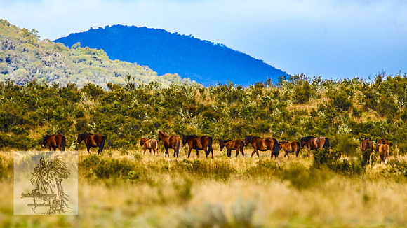 Brumbies17May2022_0146