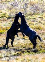 BrumbiesEndMay2022_0266