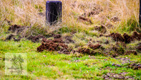 Brumbies17May2022_0388