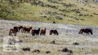 Brumbies17May2022_0470