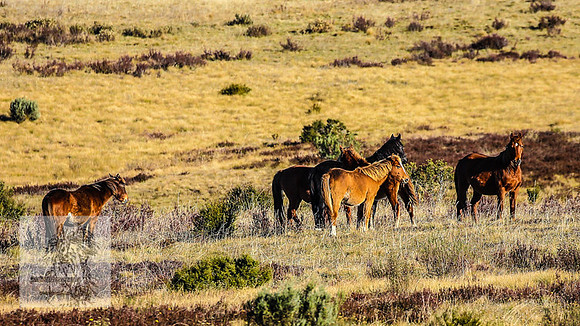 BrumbiesEndMay2022_0321