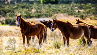 Brumbies17May2022_0078