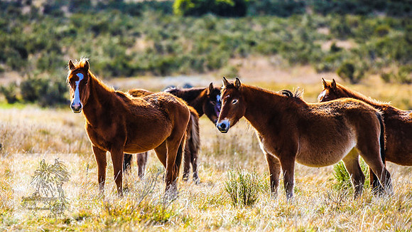 Brumbies17May2022_0078