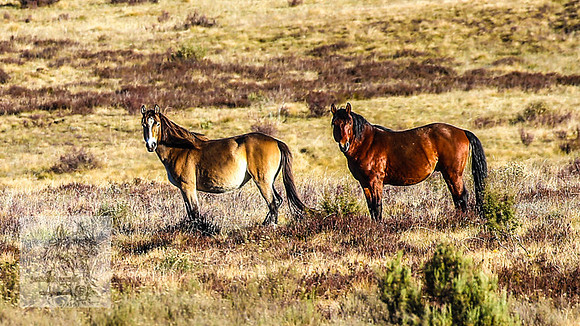 BrumbiesEndMay2022_0320