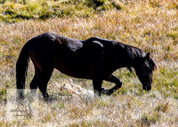 BrumbiesEndMay2022_0226