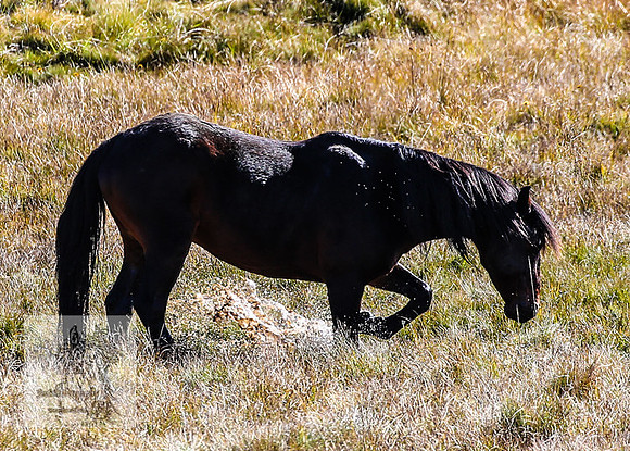 BrumbiesEndMay2022_0226
