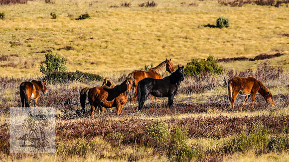 BrumbiesEndMay2022_0316