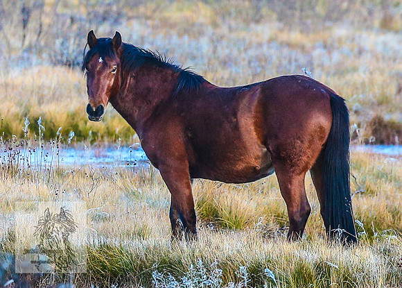 BrumbiesEndMay2022_0010