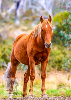 Brumbies17May2022_0185
