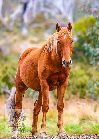 Brumbies17May2022_0185