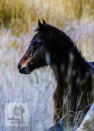 BrumbiesEndMay2022_0051