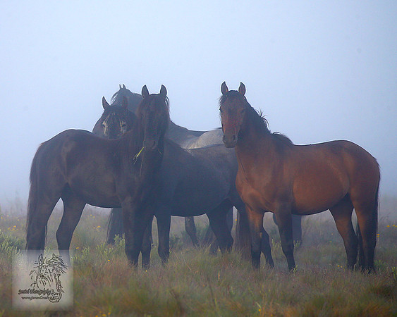 Brumbies21Dec2022_0017edit