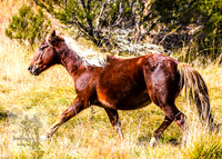 Brumbies17May2022_0346