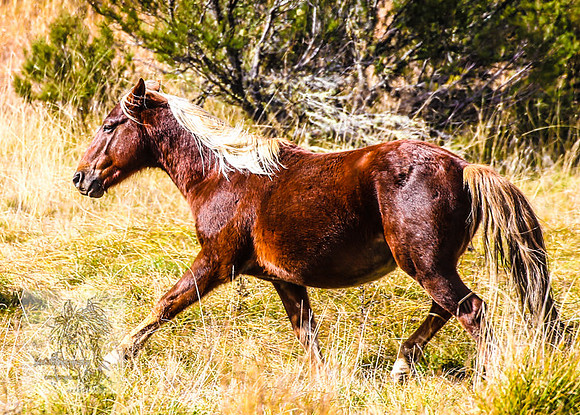 Brumbies17May2022_0346