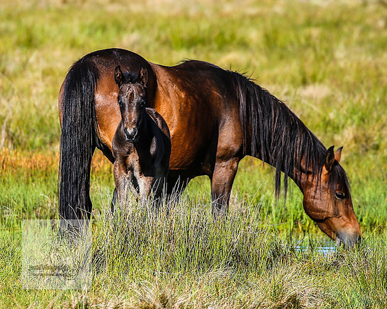 Brumbies23Dec2022_0178