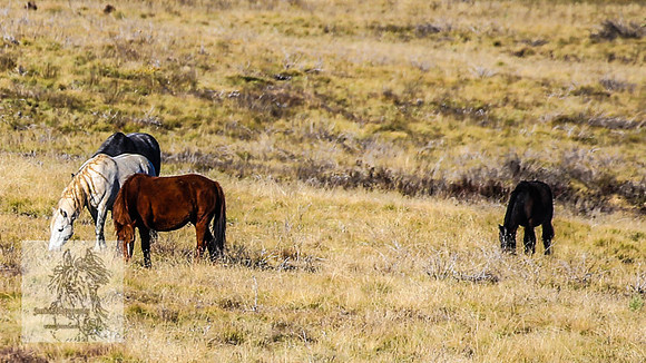 BrumbiesEndMay2022_0297