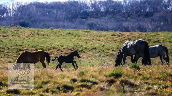 Brumbies23Dec2022_1441